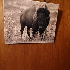 Bison Canvas Wall Art